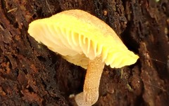 Gymnopilus allantopus
