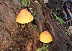Gymnopilus allantopus