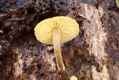 Gymnopilus allantopus