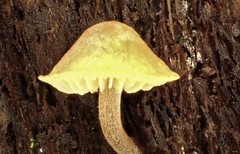 Gymnopilus allantopus