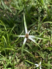 Rhynchospora nervosa