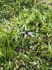 Rhynchospora nervosa