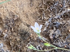 Phemeranthus confertiflorus