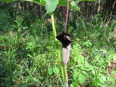 Arisaema thunbergii urashima