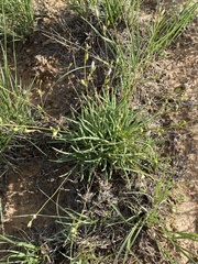 Phemeranthus confertiflorus
