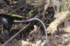 Hemiergis decresiensis