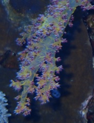 Dendronephthya hemprichi