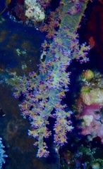 Dendronephthya hemprichi