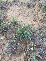 Phemeranthus confertiflorus