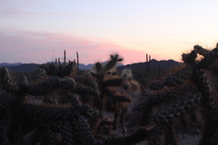 Cylindropuntia fulgida