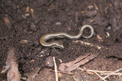 Hemiergis decresiensis