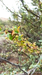 Berberis higginsiae