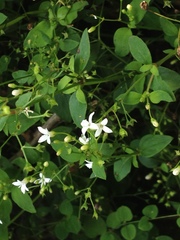 Oldenlandia microtheca