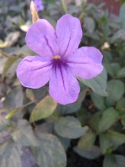 Ruellia jimulcensis