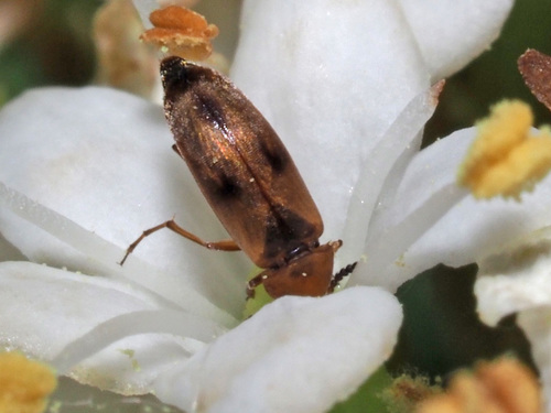 Anaspis maculata, photo 4 of 10