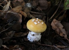 Amanita toxica