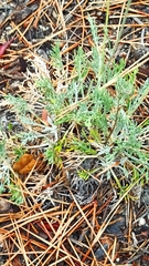 Hymenopappus filifolius lugens