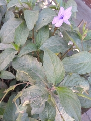 Ruellia jimulcensis