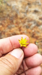 Hymenopappus filifolius lugens