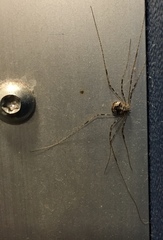 Phalangiinae