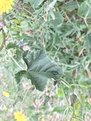 Psilothrix viridicoerulea