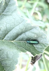 Psilothrix viridicoerulea