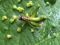 Chloropseustes