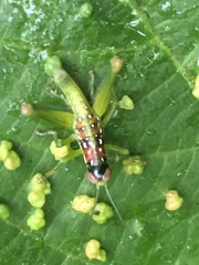 Chloropseustes
