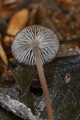 Collybiopsis biformis