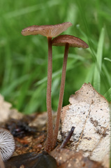 Collybiopsis biformis