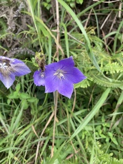 Platycodon
