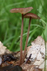 Collybiopsis biformis