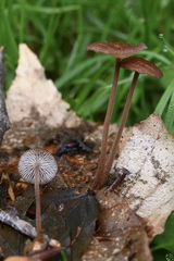 Collybiopsis biformis