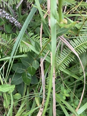 Platycodon