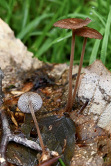 Collybiopsis biformis