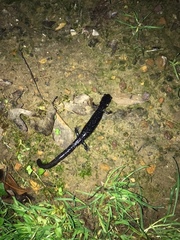 Plethodon glutinosus