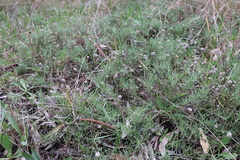 Calocephalus lacteus