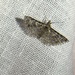 photo of Montana Six-plume Moth (Alucita montana)