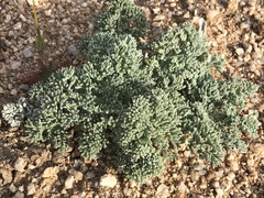 Lomatium mohavense
