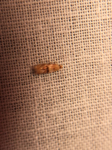 photo of Filbertworm Moth (Cydia latiferreana)