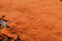 Hypoxylon crocopeplum