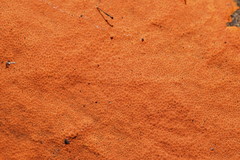 Hypoxylon crocopeplum