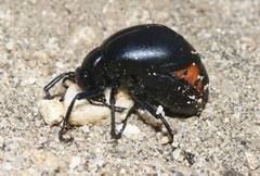 Lytta sublaevis