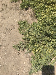 Baccharis pilularis pilularis