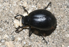 Lytta sublaevis