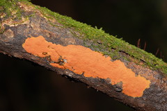 Hypoxylon crocopeplum