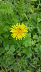 Asteraceae
