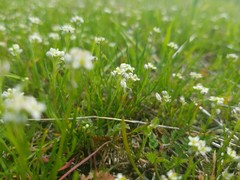 Lepidium nitidum