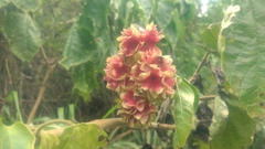 Clerodendrum canescens