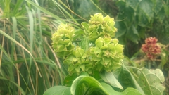 Clerodendrum canescens